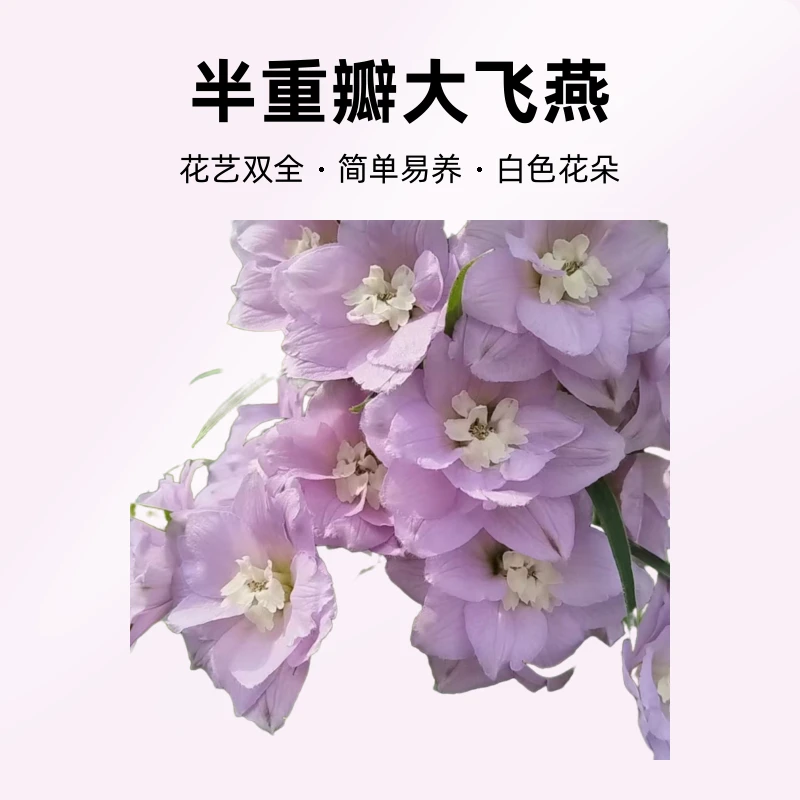 半重瓣大飞燕80-100厘米杆子有粗有细掉瓣鲜花