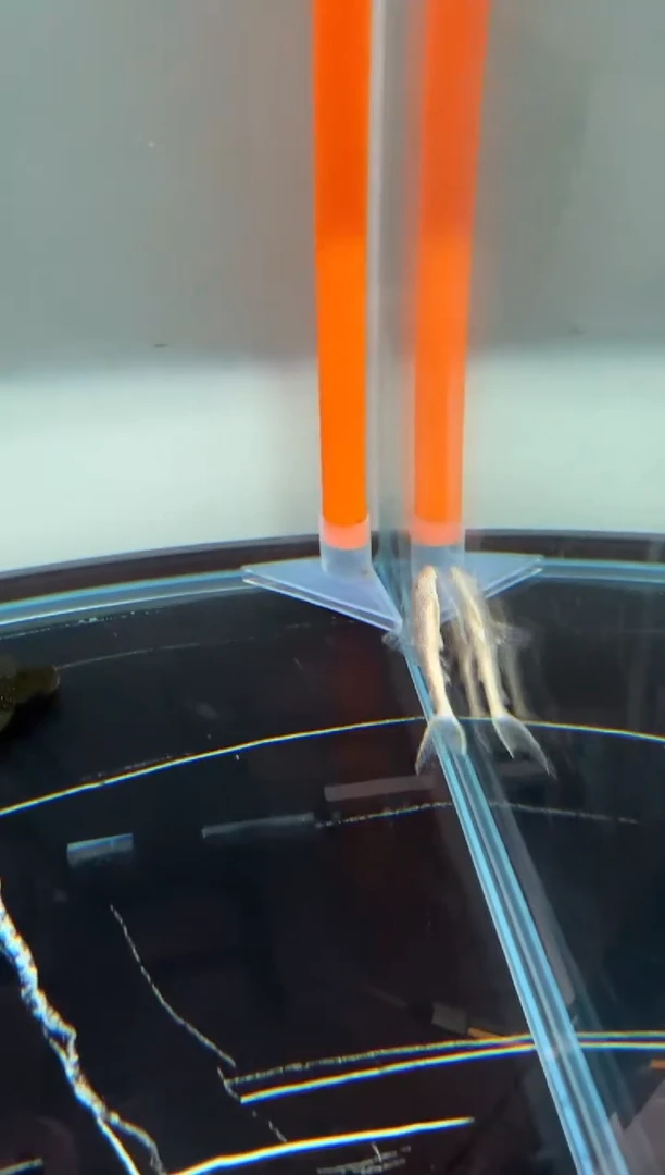 清道夫大缸123入缸不包损录制完整开箱视频9.2厘米