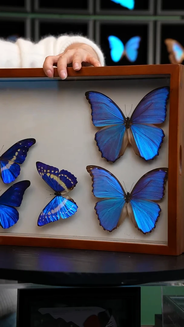 定制晶闪蝶标本摆件H522