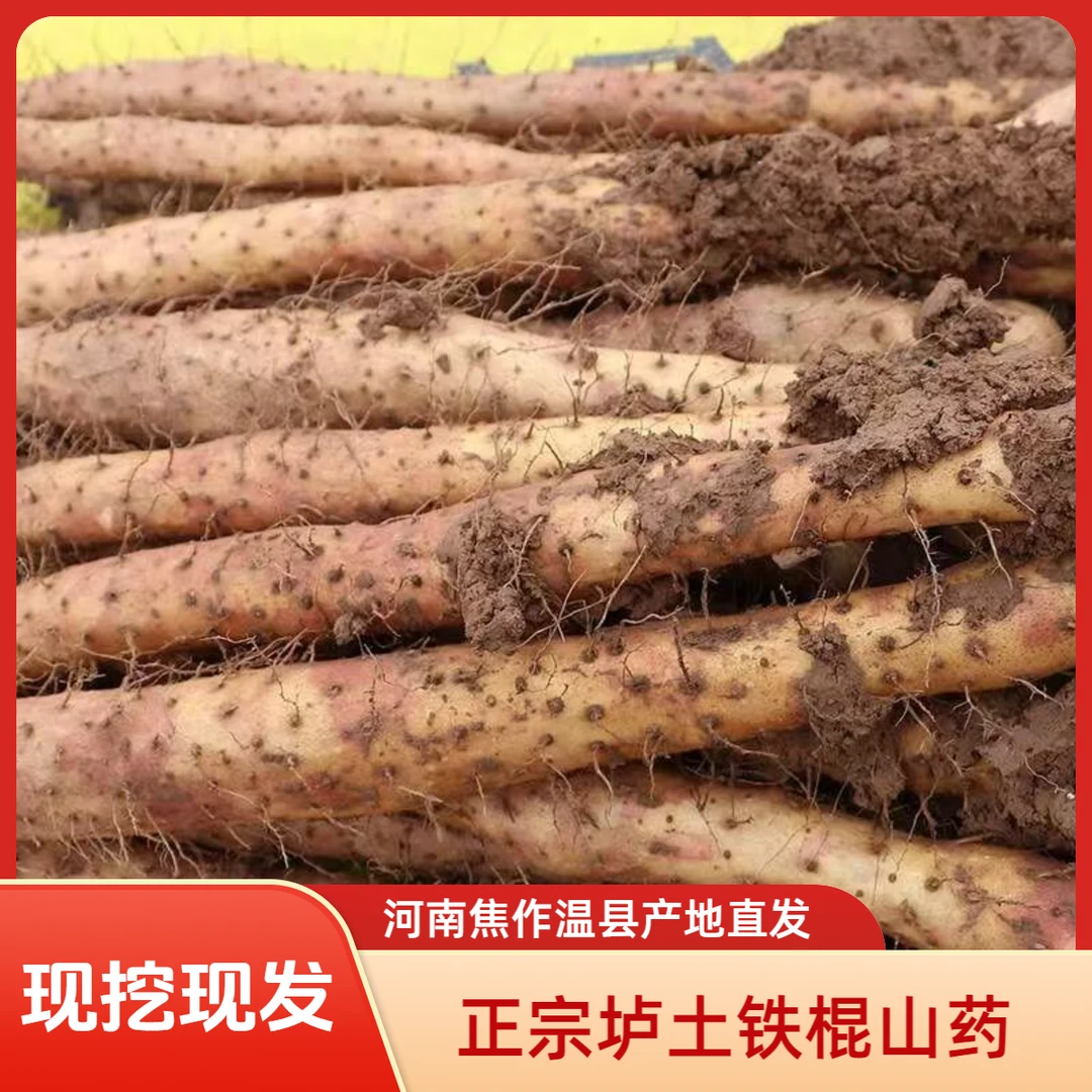 河南焦作温县正宗铁棍山药怀山药 原产地温县垆土地现挖现发