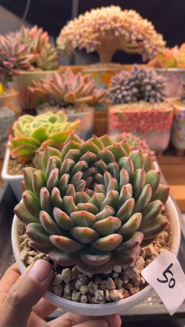 11.17-50雪花珍妮111111111111