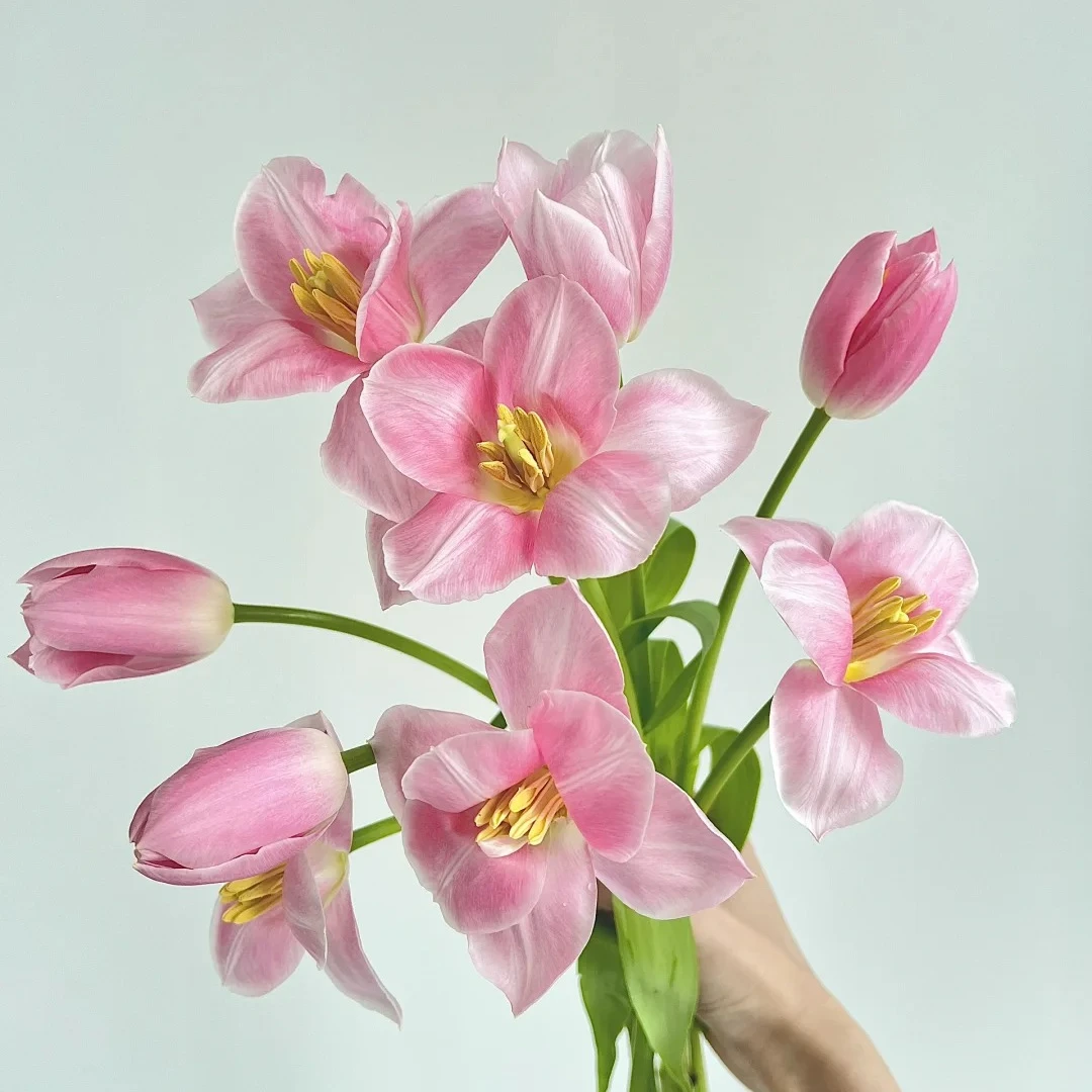 【丝路自产】浅粉郁金香 粉色印象 鲜花粉色郁金香家庭水养