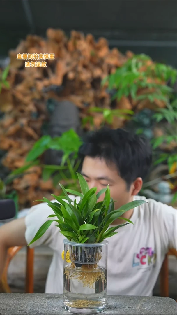 完全开放梦香兰352T