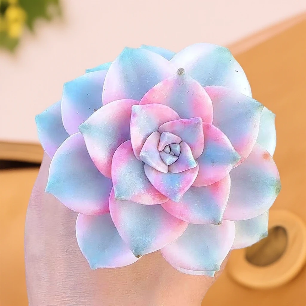 单头紫乐景脱土  小谢多肉拍空气多肉植物耐旱包邮  以直播展示为