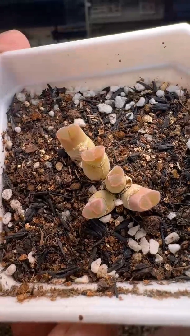 美丽的肉石头19-924