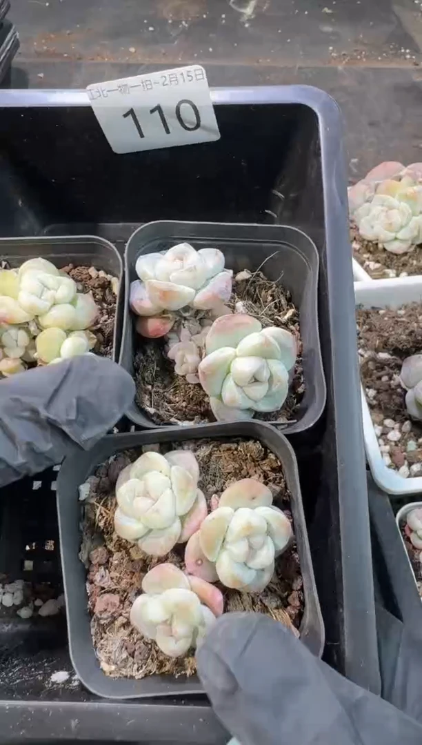 【闪购商品】110号到手1框--江北一物一拍