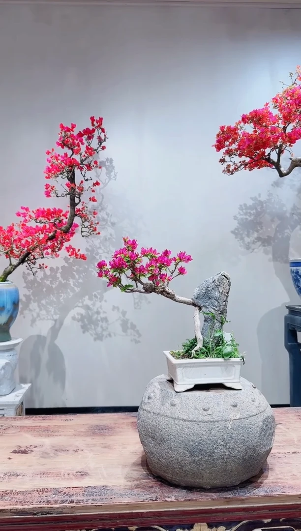 【闪购商品】盆景小桃红