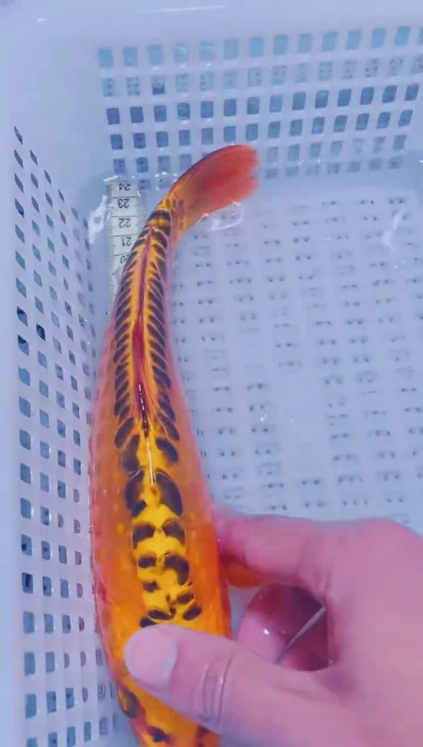 锦鲤血统锦鲤全场包邮117