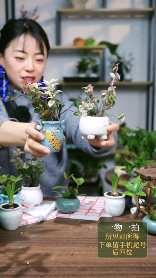 【闪购商品】204--2156蓝花叶络石