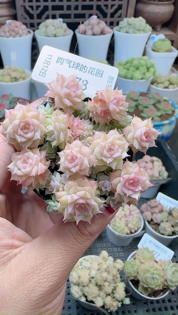 1112-478（群生不包整）