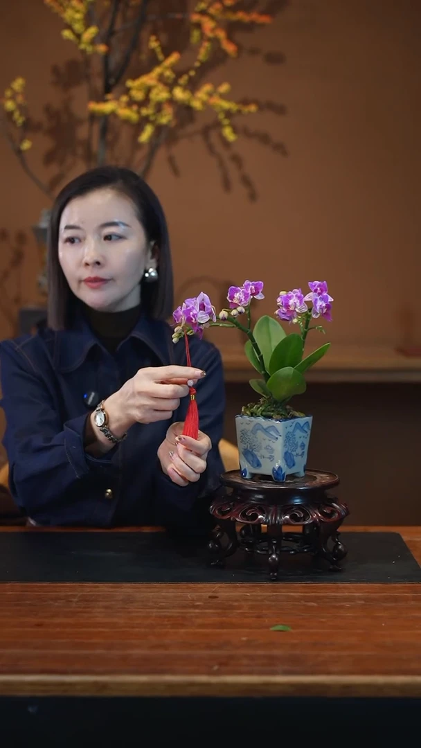 全部花朵小美人青花盆景盆景盆景