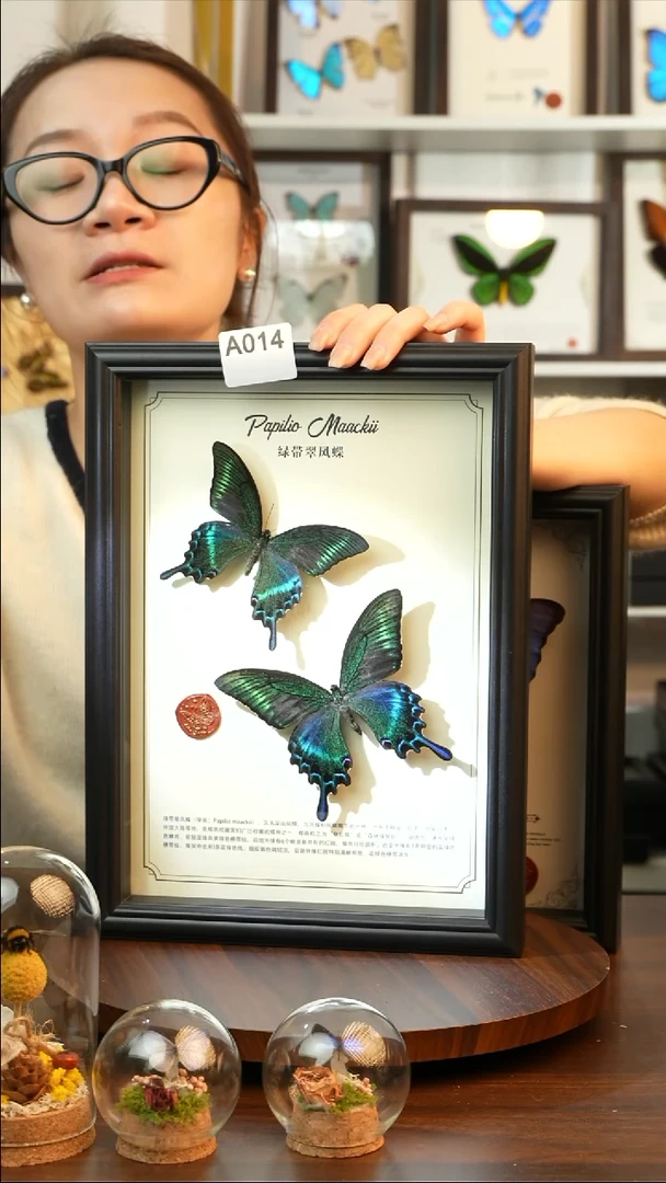 绿带翠凤蝶夏款双蝶（A4黑框）A014