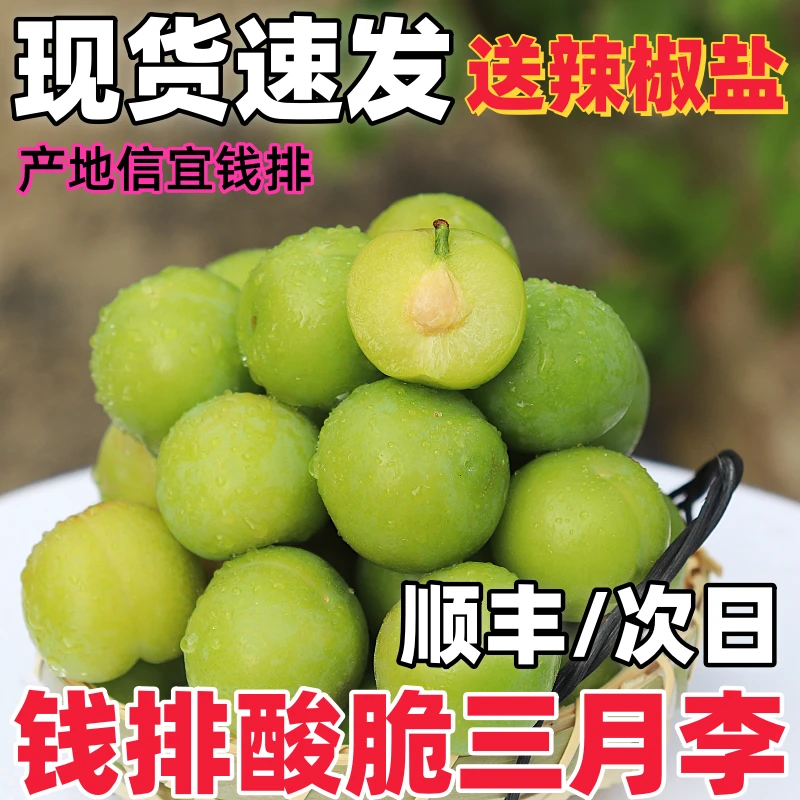 李子[顺丰包邮]现货广东当季孕妇酸水果钱排三月李大果1/3斤