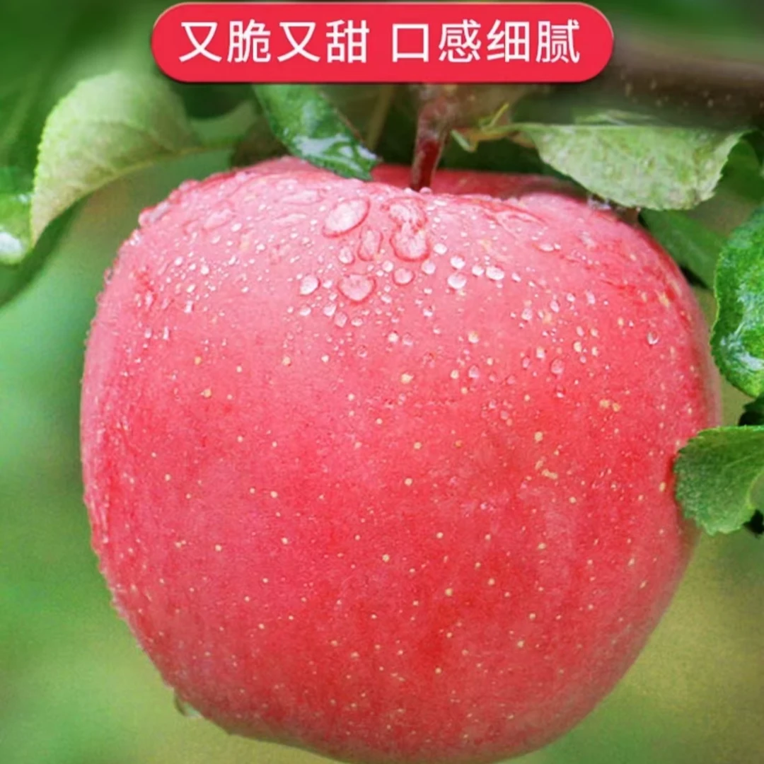 【陇原红】甘肃静宁苹果脆甜多汁红富士苹果4-5斤