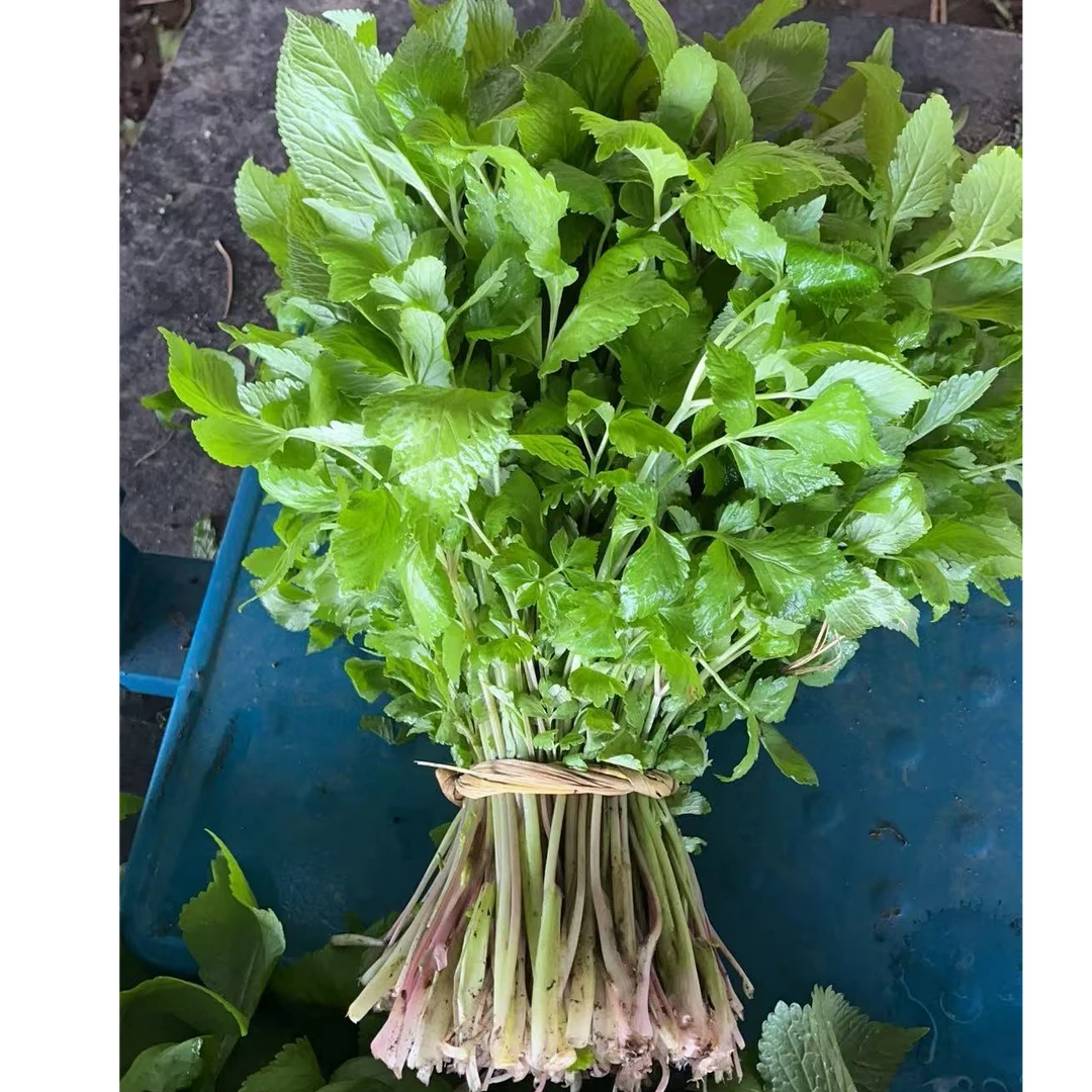 东北山菜大叶芹，现采现发