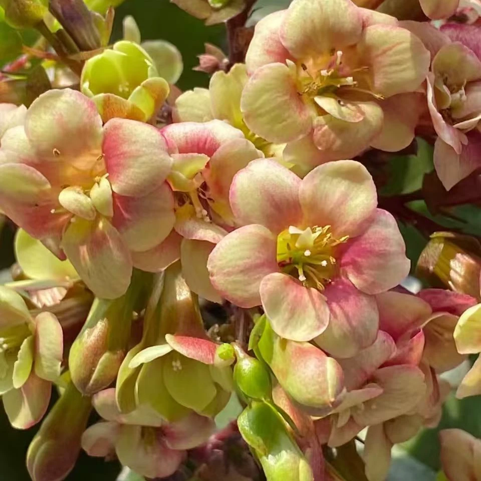 流萤宫灯【120盆】单瓣长寿花带花苞美观鲜花盆栽室内阳台好养懒人