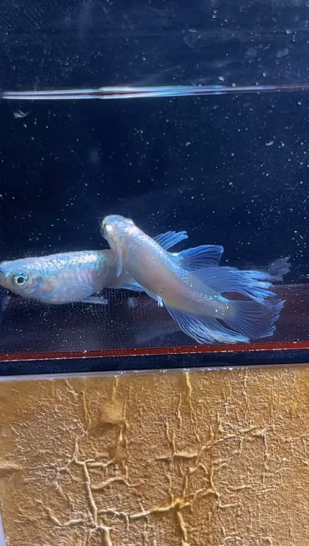 青鳉鱼观背青鳉一物一拍16