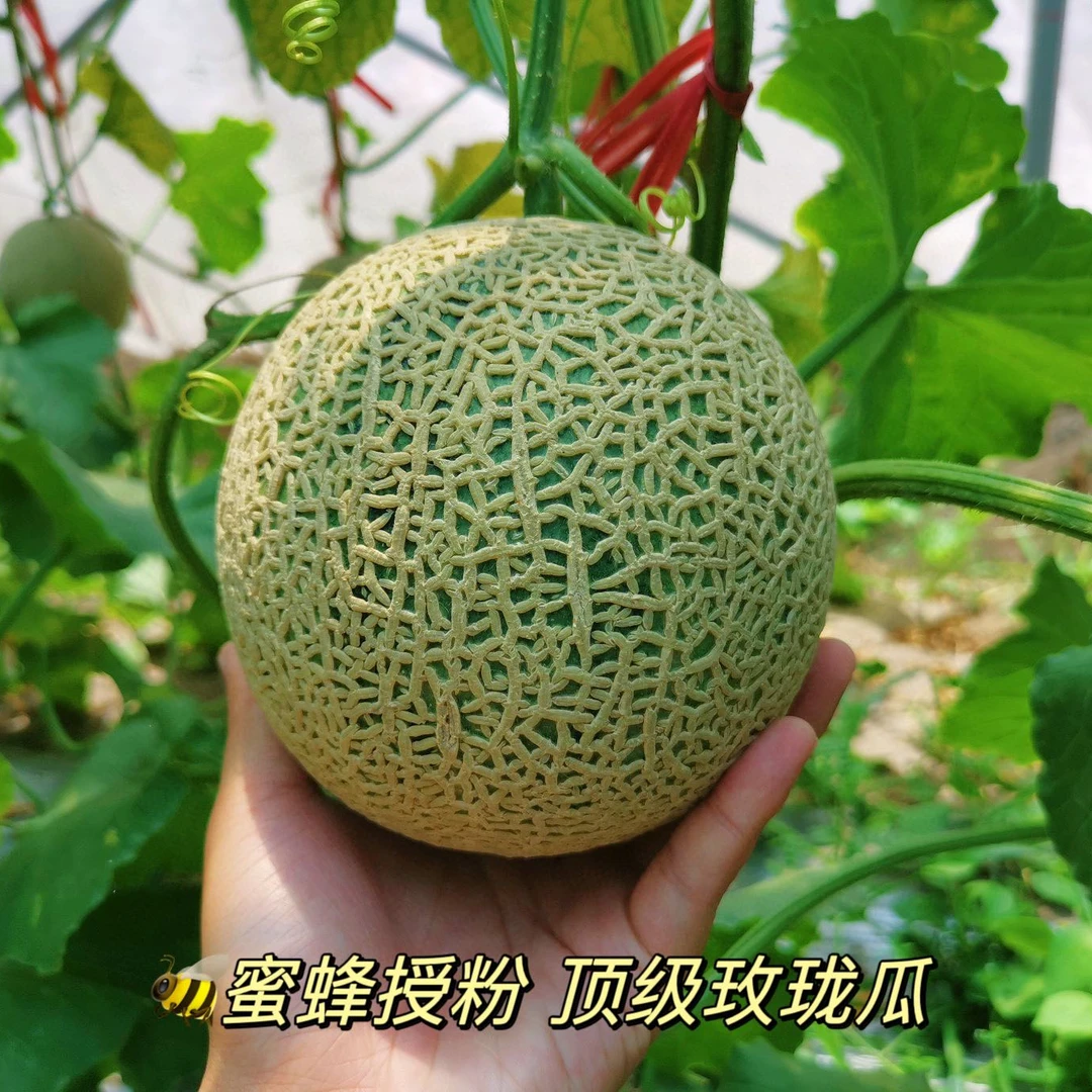 【红星甄选】牛3蜜瓜礼盒【顺丰次日达】海南省