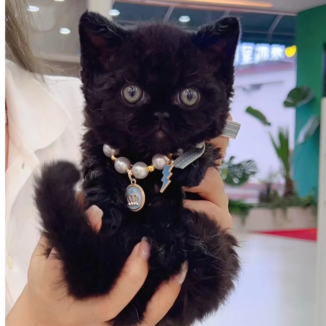 墨宝——纯黑塞凯矮脚弟弟宠物猫咪活体全款链接