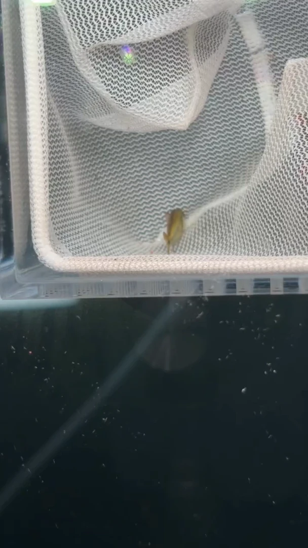 灯科鱼鱼****u【37】白金隆背柠檬蓝帝