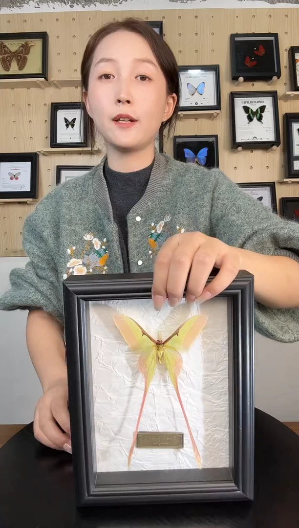 长尾大蚕蛾蝴蝶装饰画7寸框