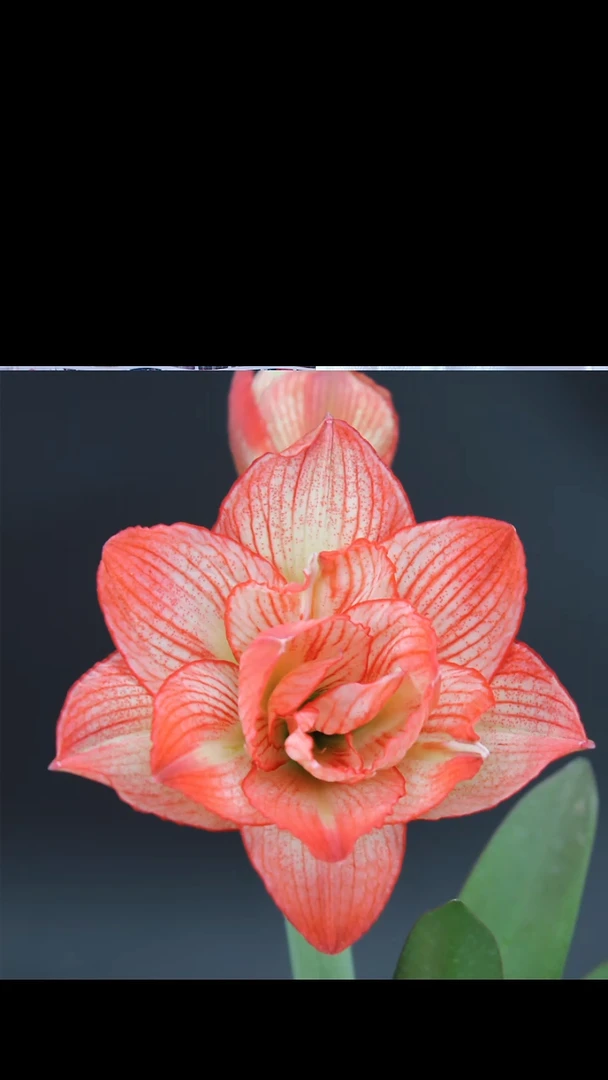 朱顶红敦煌4厘米