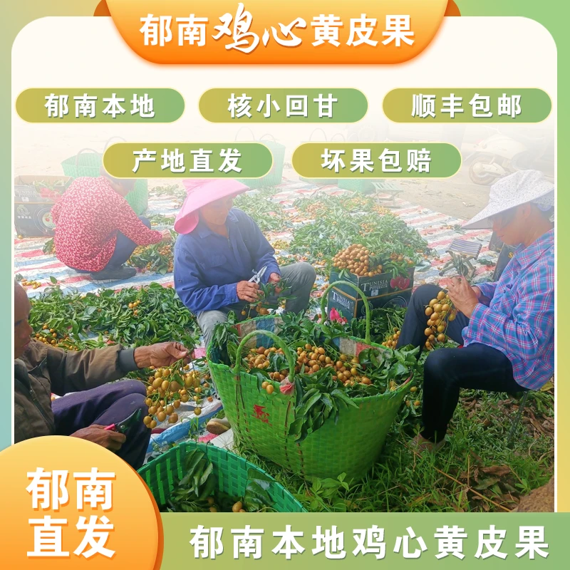 【顺丰包邮】郁南鸡心黄皮果正宗新鲜现摘黄皮水果
