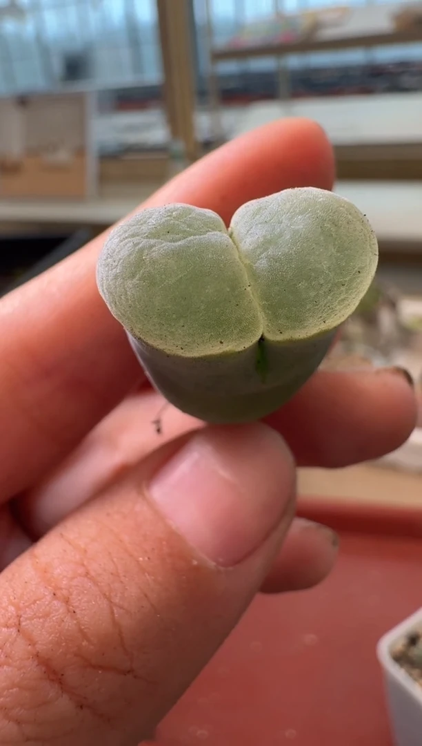 13-295多肉植物肉锥