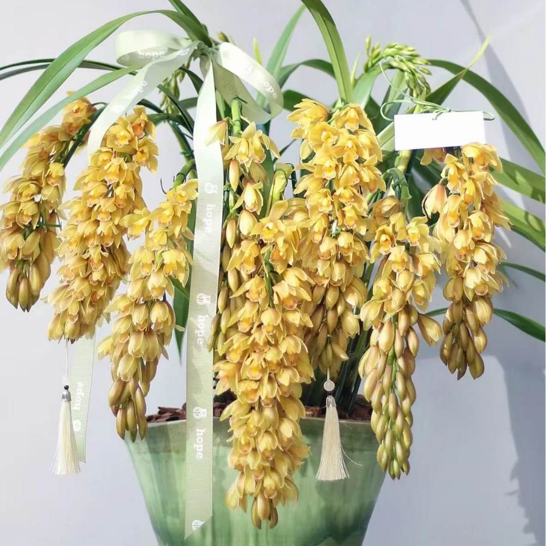 【黄龙——直兰】3枝花剑起金色大花蕙兰带香味 年宵花阳台室内开花