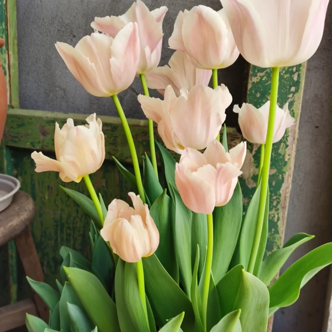 【王安园艺】皇家珊瑚郁金香基地直发高品质鲜切花生活鲜花