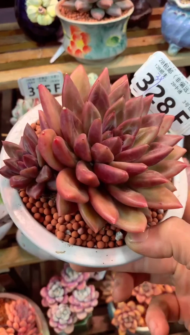 328F（一物一拍，精品多肉，w所见即所得 ）