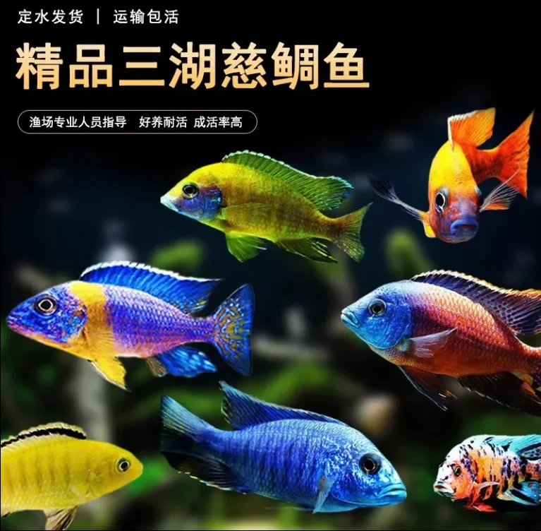 三湖慈鲷马鲷鱼活体中小型热带观赏淡水鱼皮实耐活好养