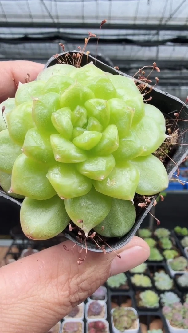 东云多肉园新款-130