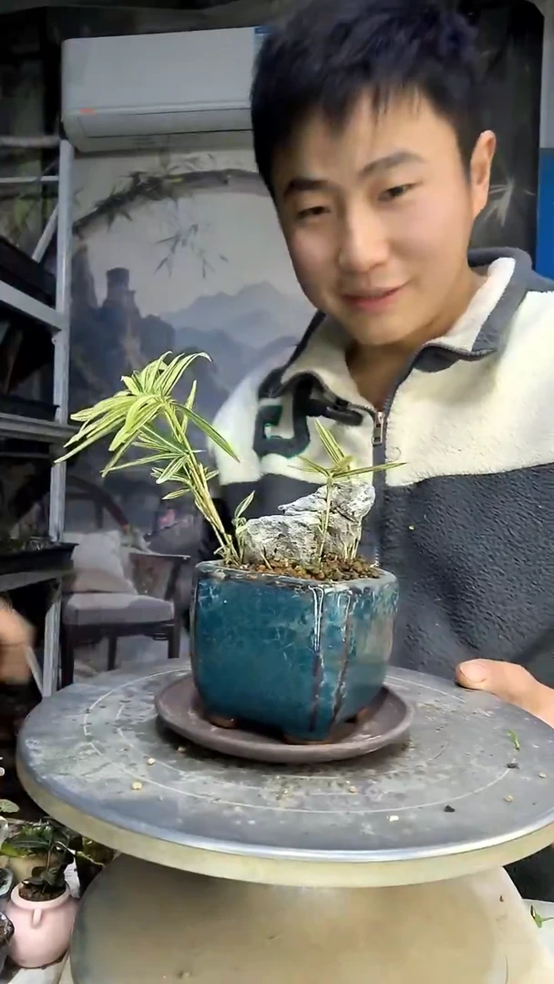 —****复中青园艺一物一拍花492