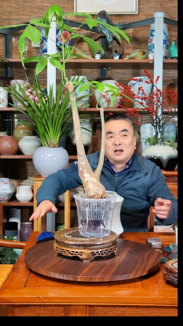 无花朵扬****商水之韵水培发财树不带瓶