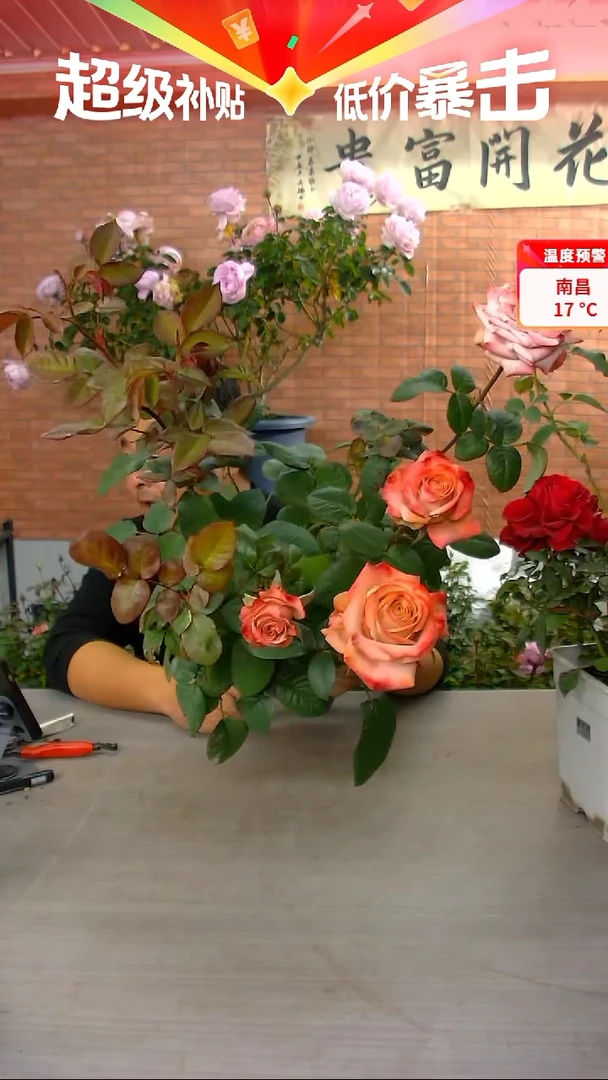 当前无花朵，栽培后可花朵卡布奇诺