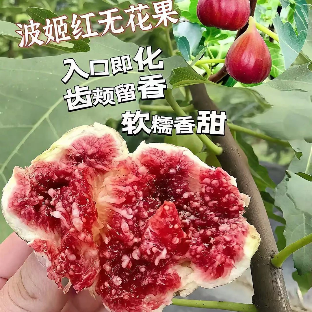 无花果树苗盆栽地栽一物一拍