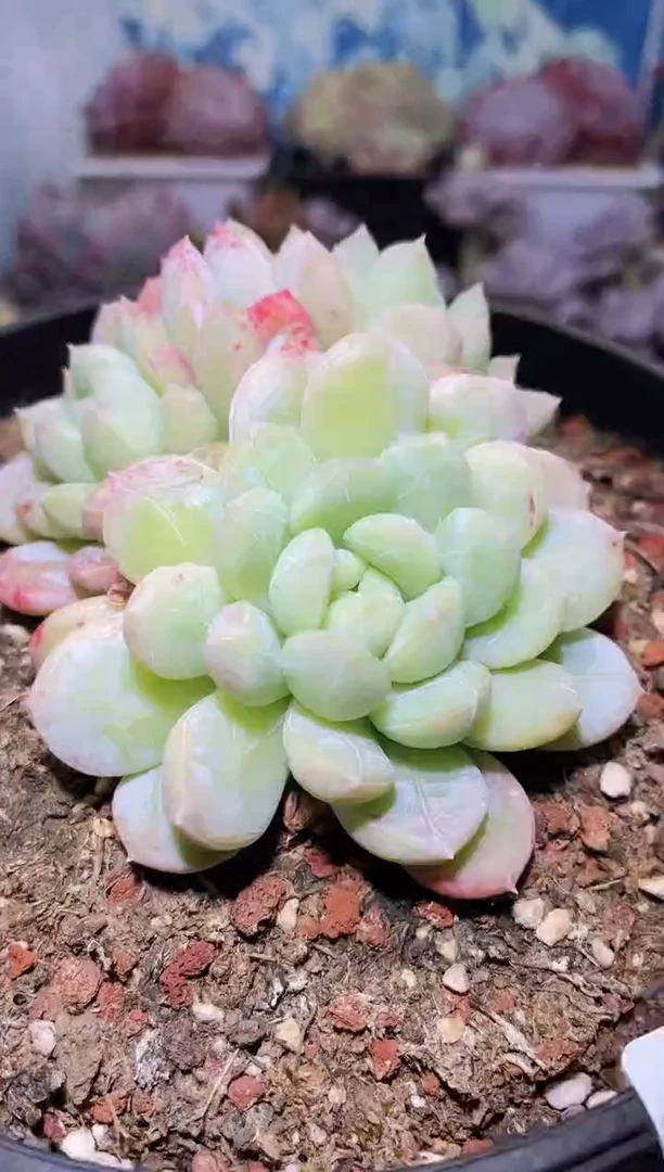 【闪购商品】292百达