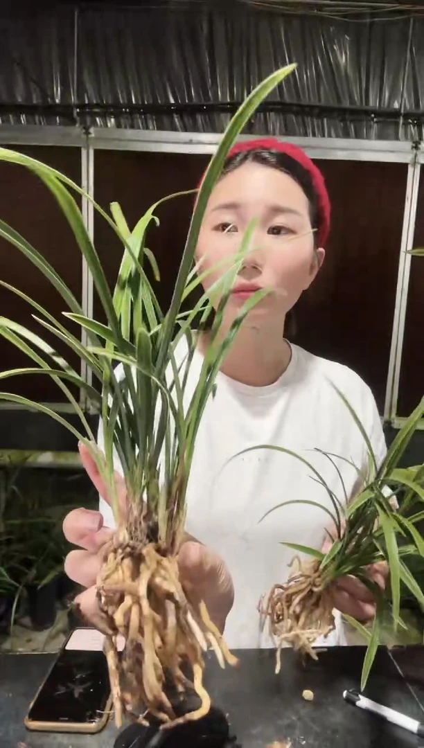 无花朵中华一品梅6苗带花苞