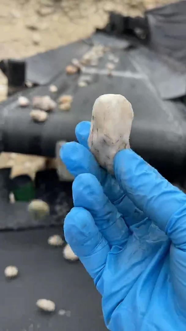 颈饰未镶嵌和田玉（糖玉）知*5