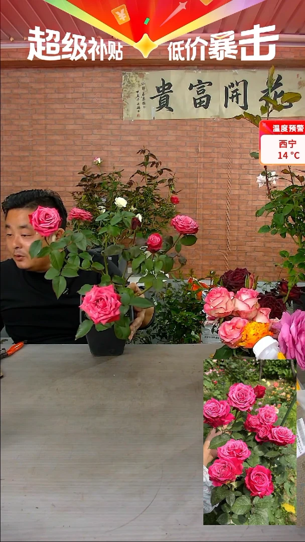 当前无花朵，栽培后可花朵苏珊玫瑰