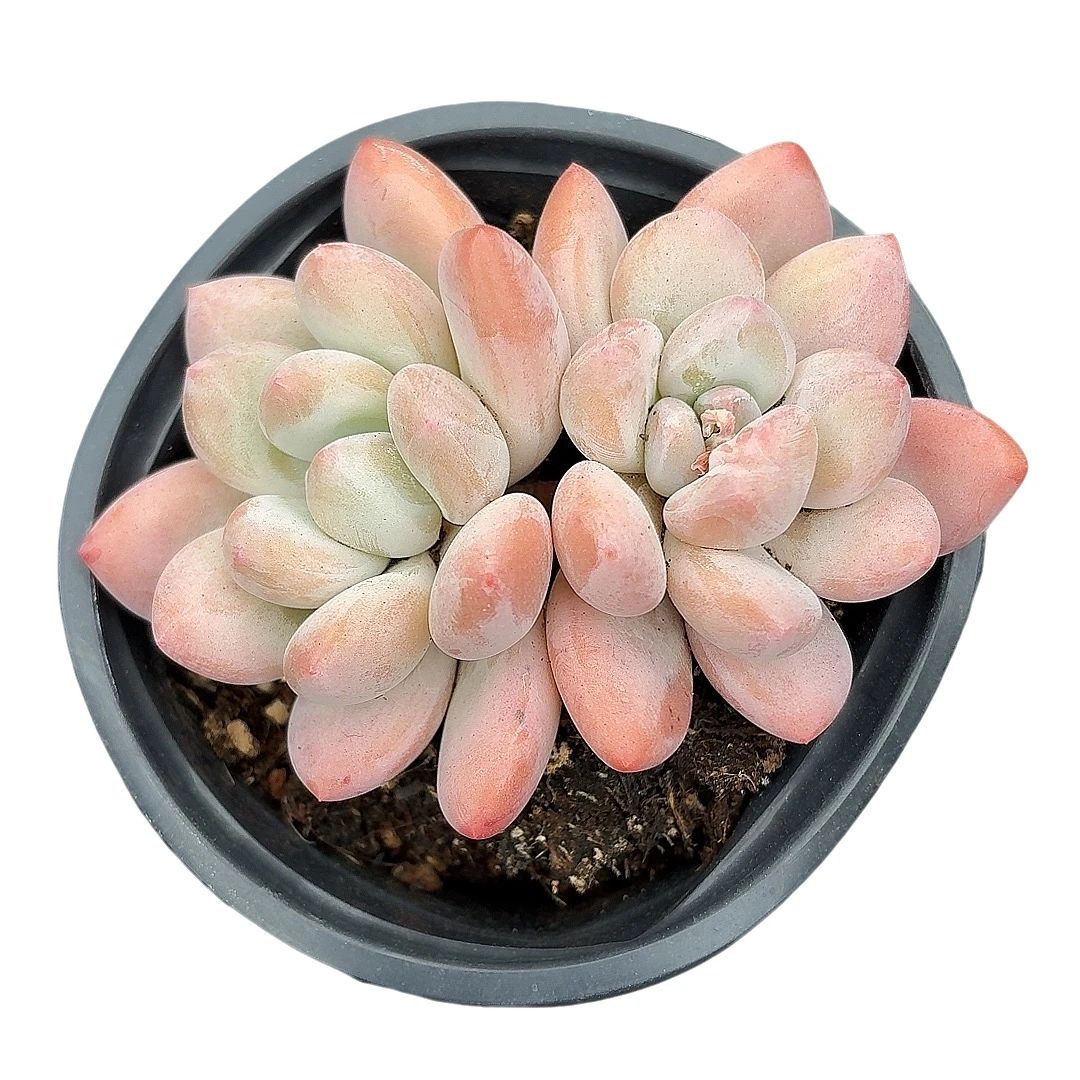 【精控香水】【满9.9包邮】星花怒放阳台露台办公多肉植物栽种养护