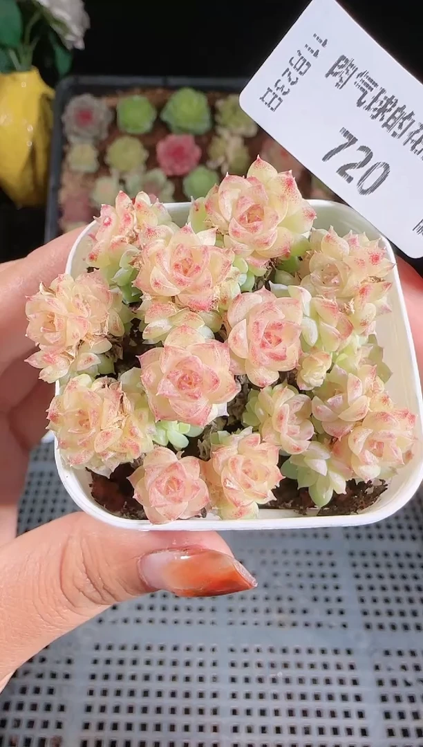 1123-720群生不包整