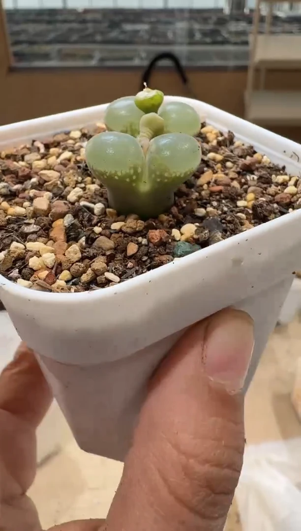 多肉植物肉锥3-273