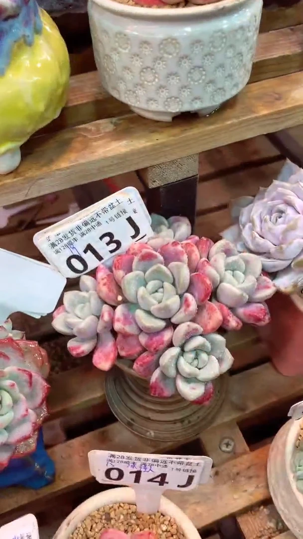 013J（一物一拍，精品多肉，所见即所得 ）