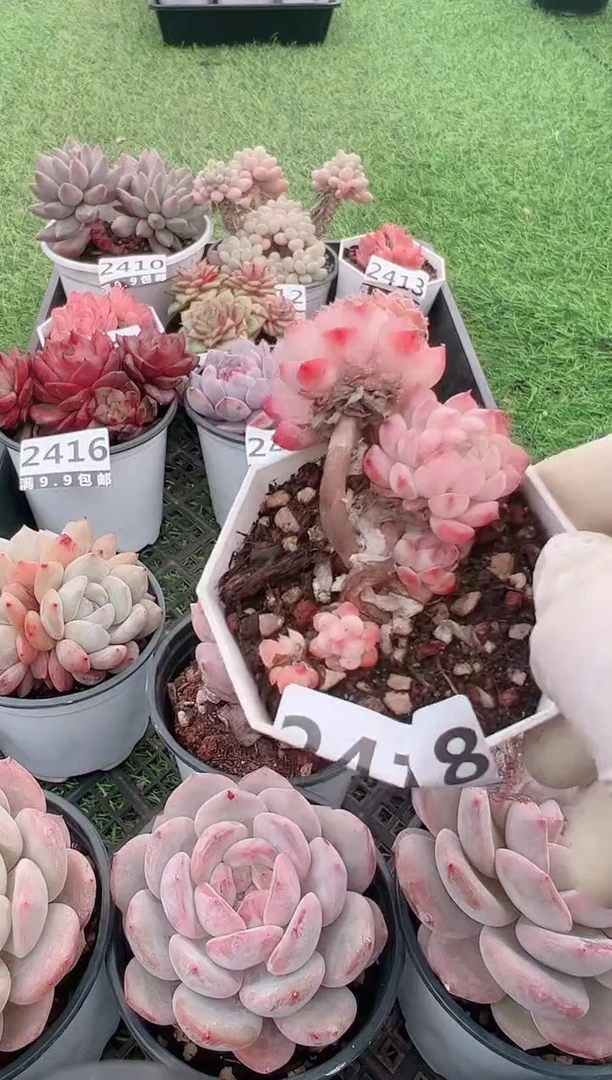 【闪购商品】信福多肉一物一拍