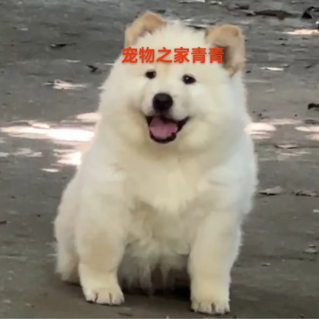 白土松五黑犬铁包金五红犬虎斑犬黄狗绳子