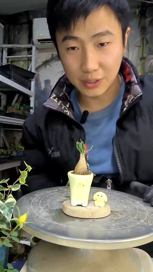 云*中青园艺一物一拍花207