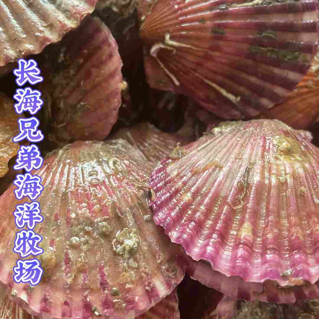 《长海县》《广鹿岛》鲜活海湾贝3斤装，保鲜不保活，顺丰包邮！