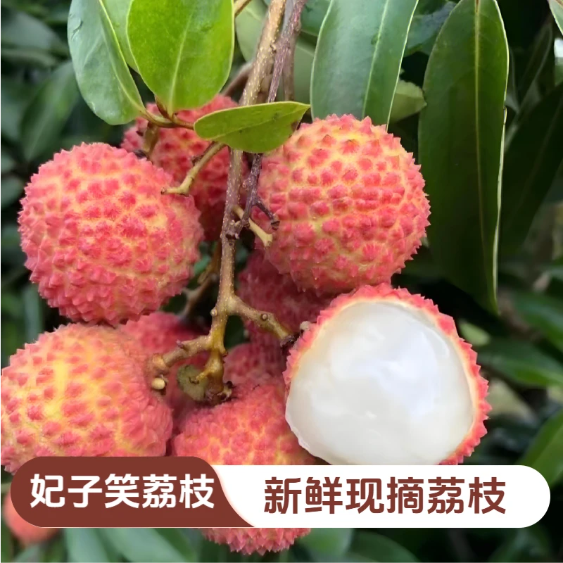 Y【顺丰包邮】海南妃子笑荔枝 果肉脆嫩多汁又大又甜 冰箱冷藏30分钟更丝滑 10斤荔枝同城送新鲜